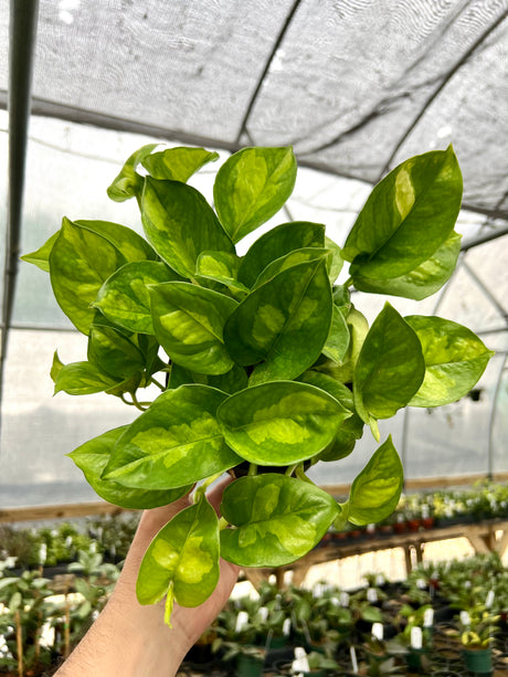6" Pothos Global Green - Canopy Plant Co.