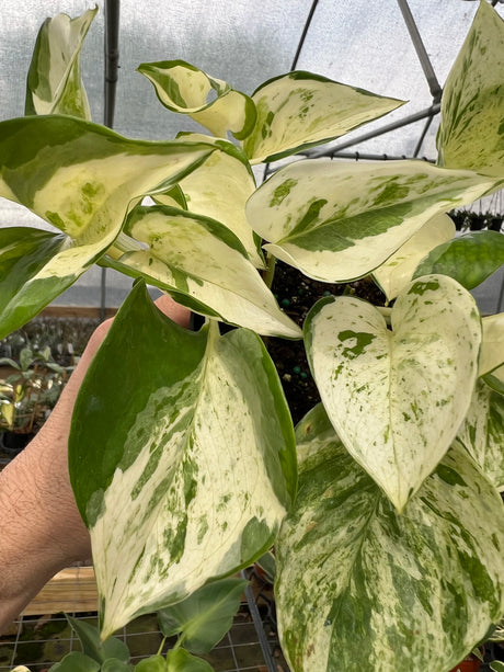 4" Pothos Manjula - Canopy Plant Co.