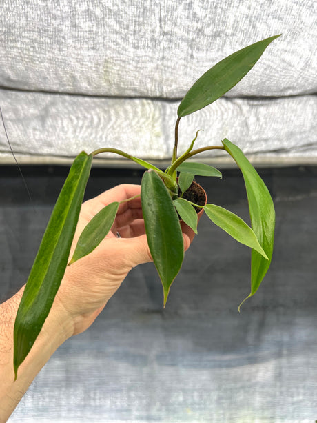 2" Philodendron Joepii - Canopy Plant Co.